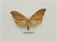 藏品(黃星凹緣天蛾)的圖片